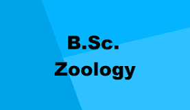 BSc in Zoology